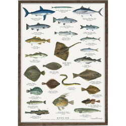Plakat A2: Ferskvandsfisk - Treasurehunter.dk